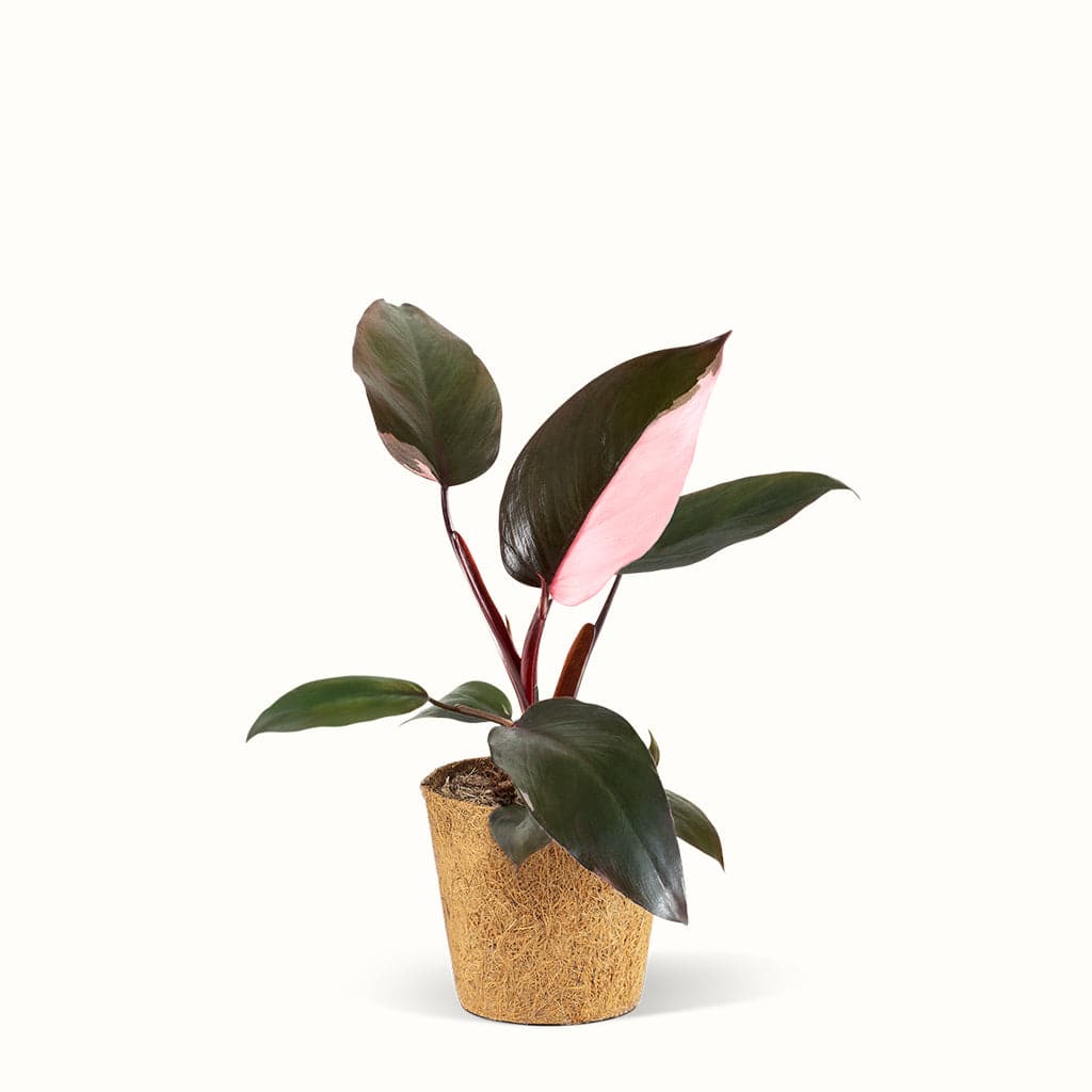 Philodendron Pink Princess - Silkeplante