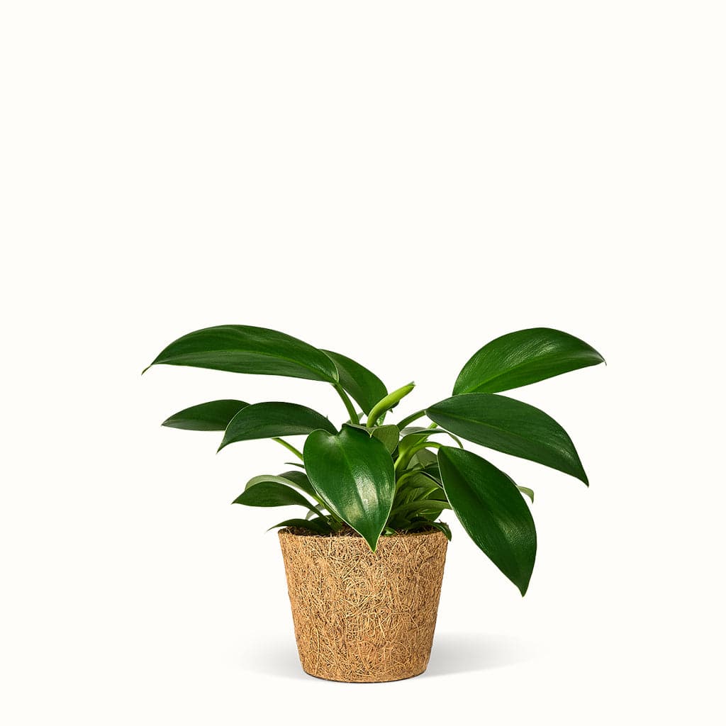 En Philodendron Green Princess - Silkeplante med grønne blade på en hvid baggrund.