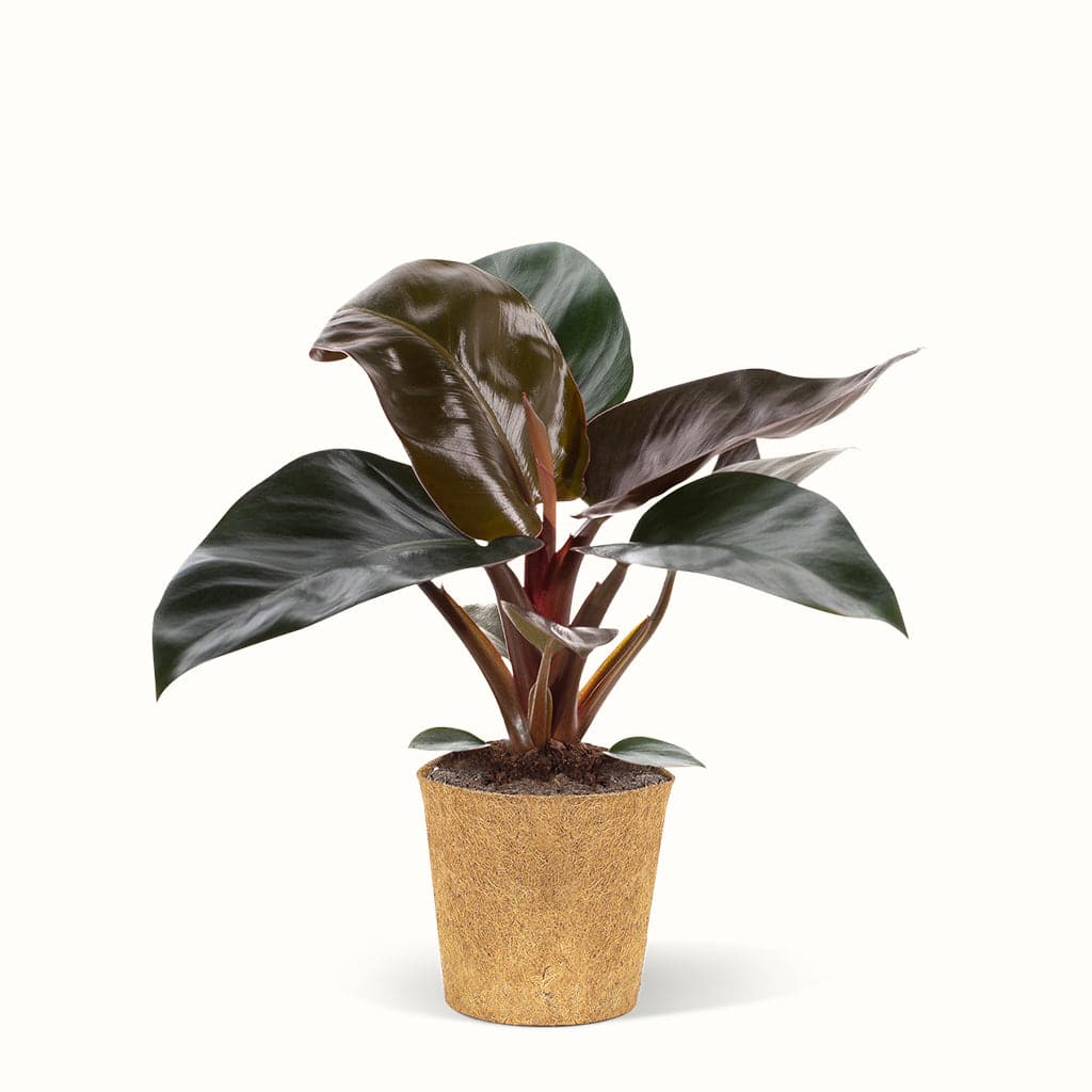 Philodendron Rojo Congo - Silkeplante