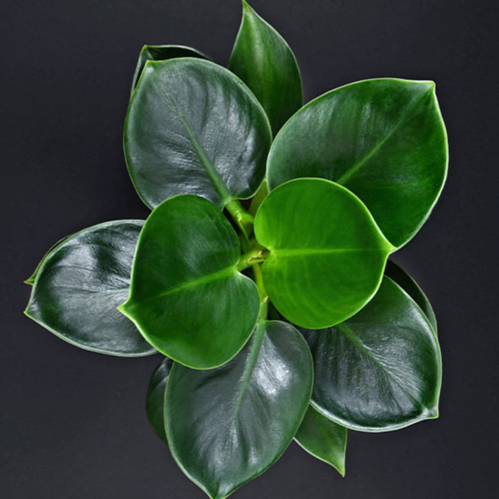 Et nærbillede af en Philodendron Green Princess - Silkeplante på en sort baggrund.