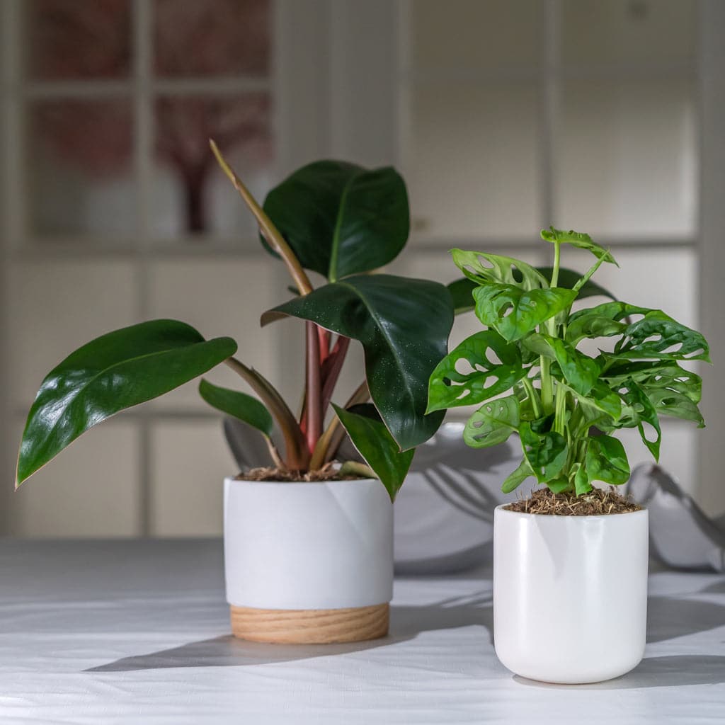 Philodendron Rojo Congo - Silkeplante