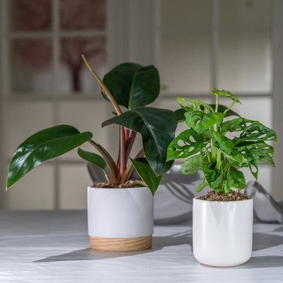 En Philodendron Rojo Congo - Silkeplante potteplanter siddende oven på et bord.