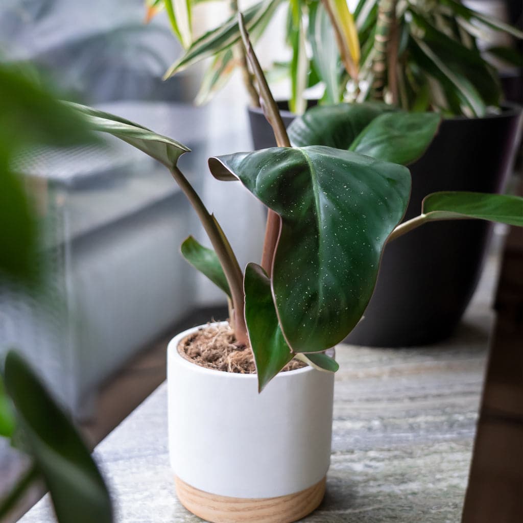 En Philodendron Rojo Congo - Silkeplante i en hvid potteskjuler siddende på en vinduskarm