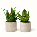 2 sansevieria jade planter I grå keramiske potteskjulere