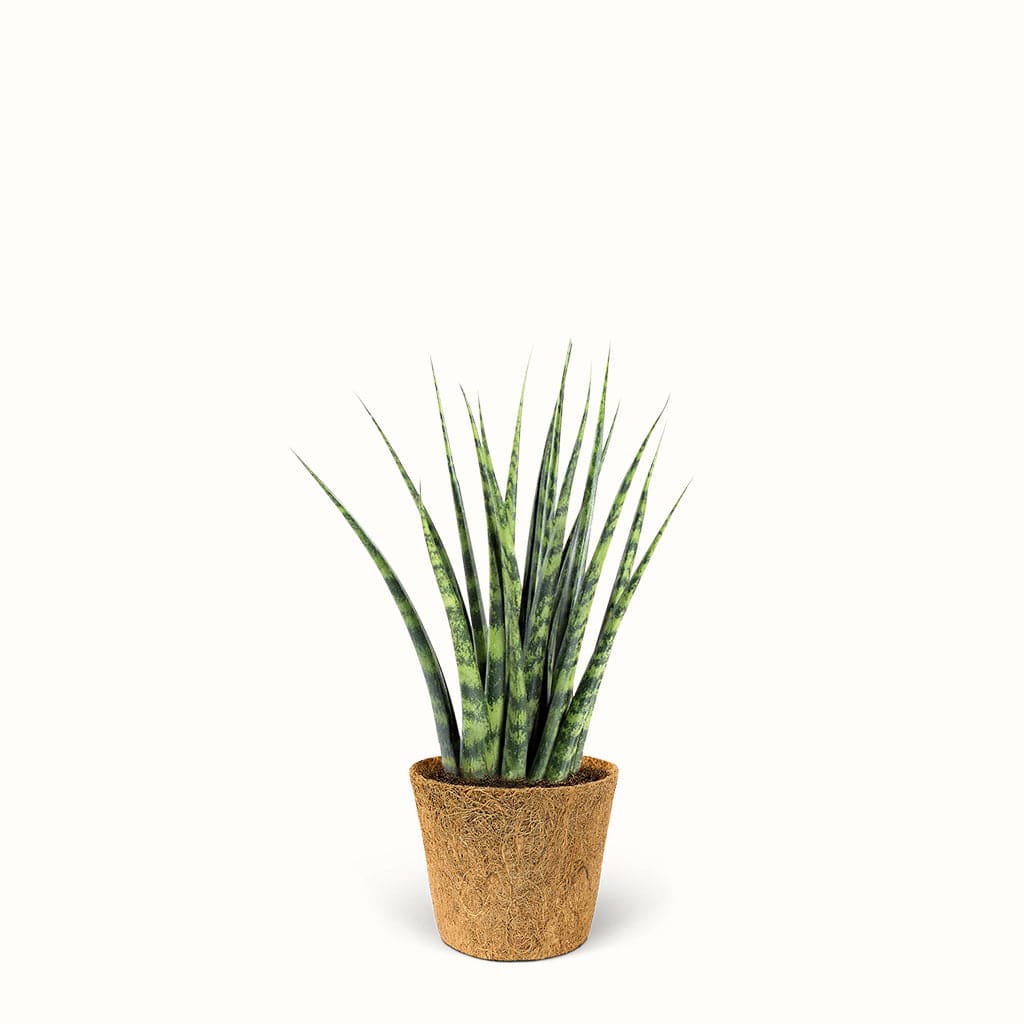 Sansevieria Fernwood - African Spear