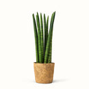 En Sansevieria Cylindrica, straight - afrikansk spydplante i en kokospotte på hvid baggrund.