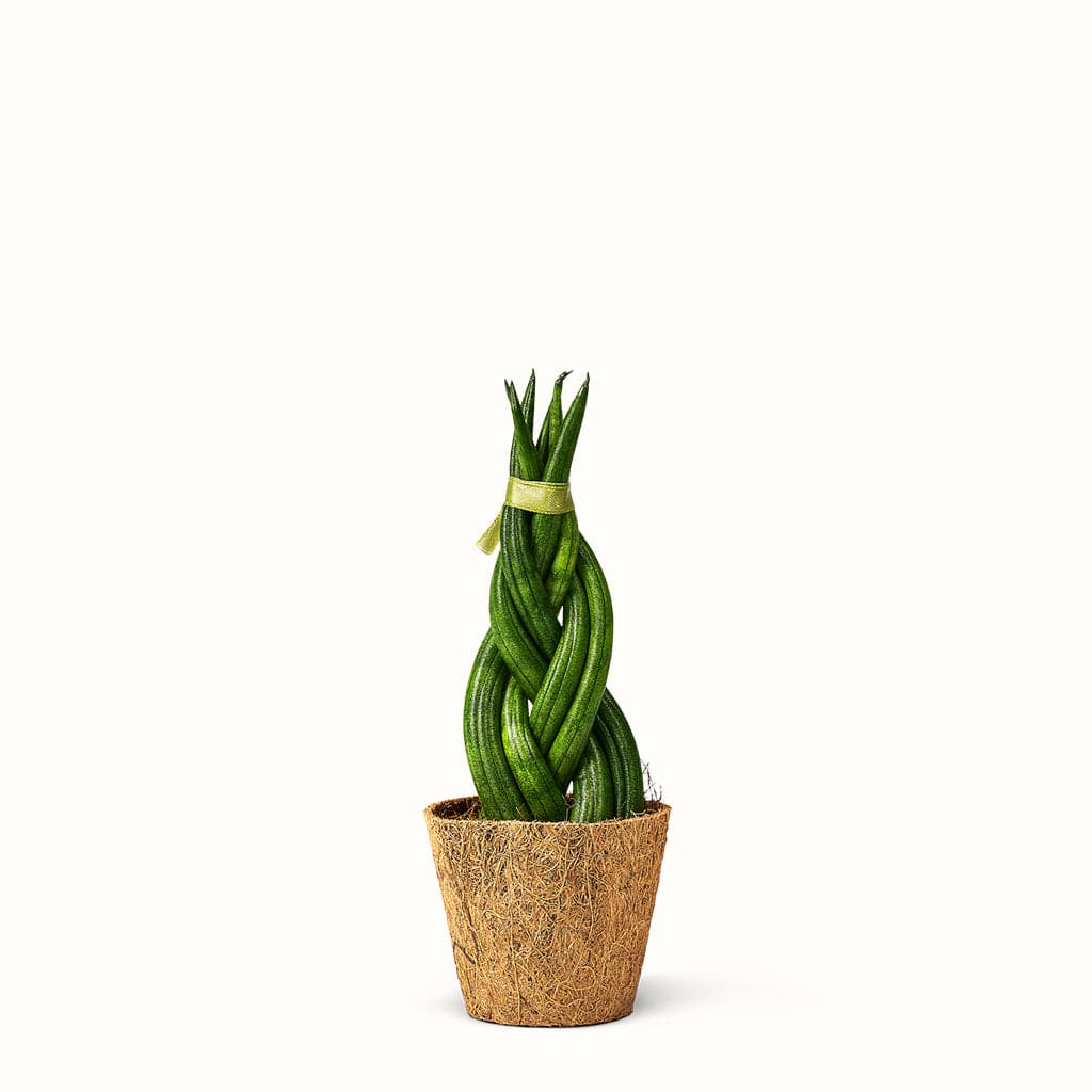 Sansevieria Cylindrica, Braid - afrikansk spyd i en kokospotte med hvid baggrund.