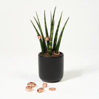en Sansevieria Fernwood - african spydplante I sort potteskjuler