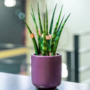 En Sansevieria Fernwood - African Spear potteplante, der sidder på toppen af et bord.