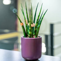 En Sansevieria Fernwood - African Spear potteplante, der sidder på toppen af et bord.