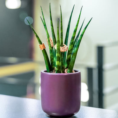 En Sansevieria Fernwood - African Spear potteplante, der sidder på toppen af et bord.
