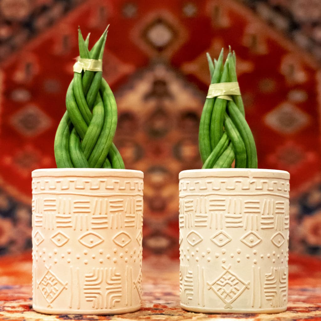 et par Sansevieria Cylindrica, Braid - African Spear planter, der sidder oven på et bord.