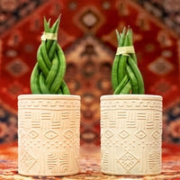 et par Sansevieria Cylindrica, Braid - African Spear planter, der sidder oven på et bord.