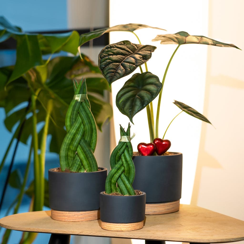 Et par Sansevieria Cylindrica, Braid - African Spear planter i mørkegrå potteskjuler, der sidder oven på et bord.