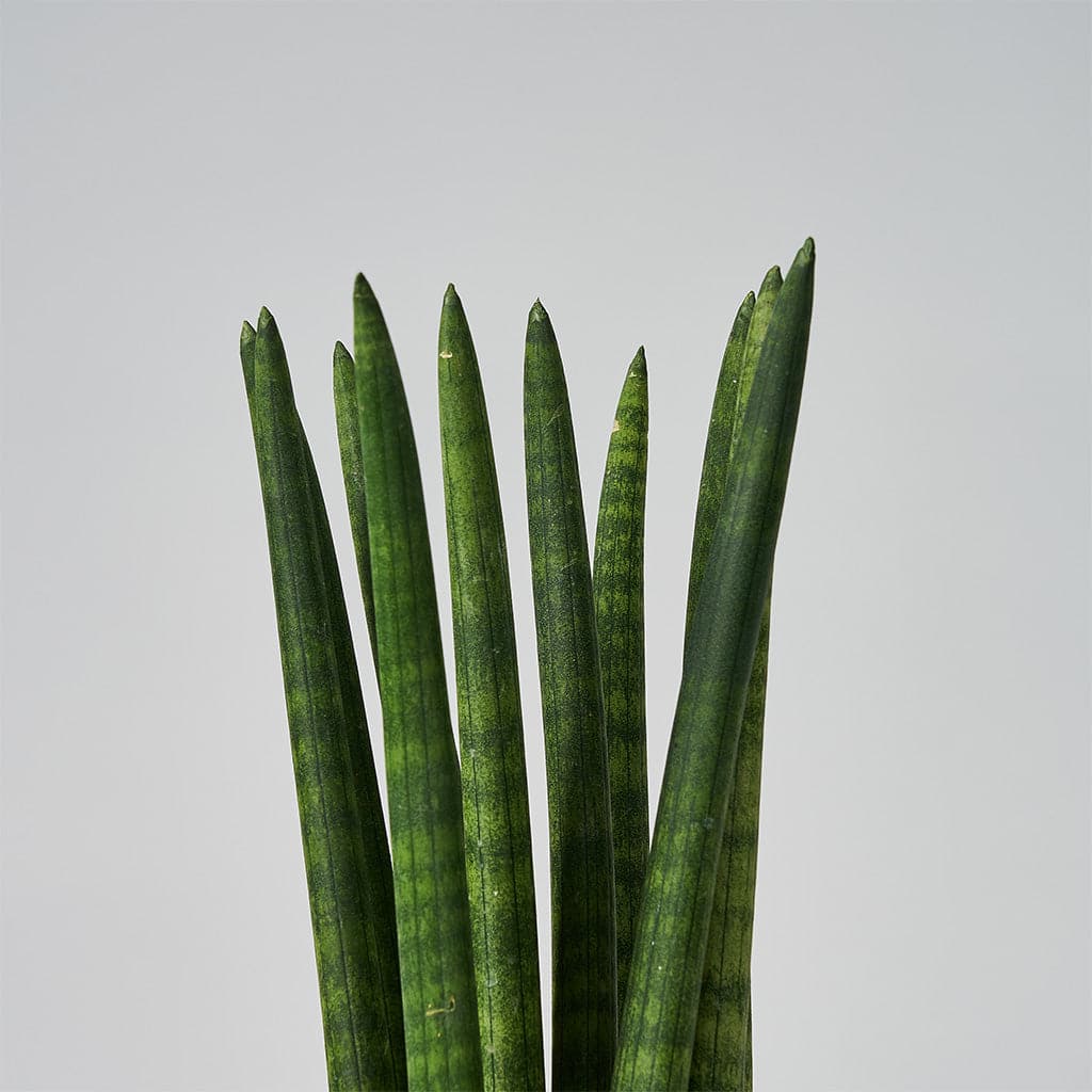 Et nærbillede af Sansevieria Cylindrica, straight - afrikansk spyd i en gryde.