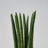 Et nærbillede af Sansevieria Cylindrica, straight - afrikansk spyd i en gryde.