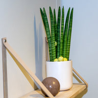 En Sansevieria Cylindrica, straight - afrikansk spydplante, der sidder på toppen af en træhylde.