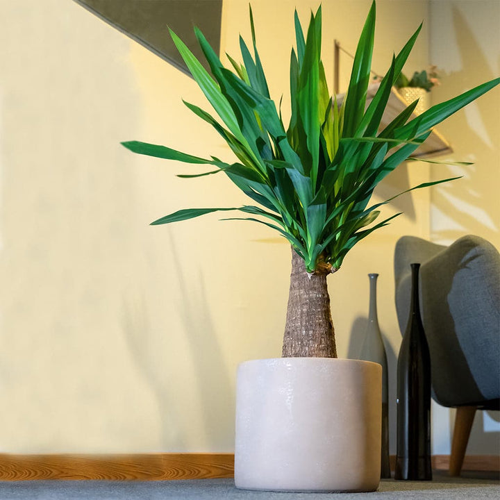 En Yucca Elephantipes Palm Lily - Palmelilje i en grå keramik potteskjuler ved siden af en stol.