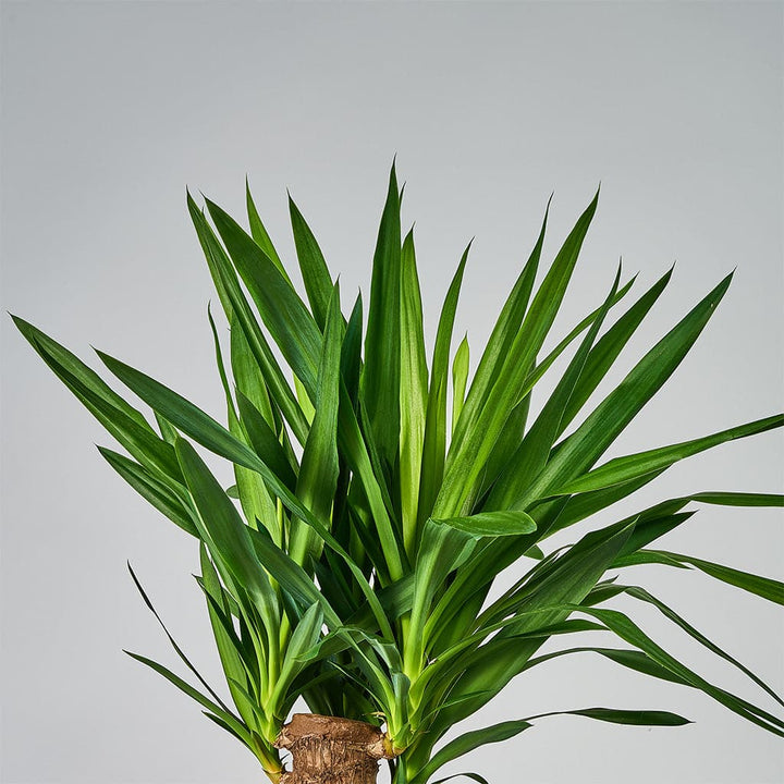Nærbillede af en Yucca Elephantipes Palm Lily - Palmelilje blade
