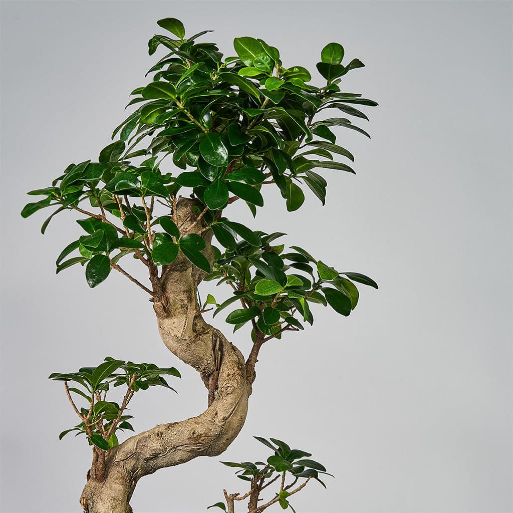 Et nærbillede af en Ginseng Ficus Microcarpa.
