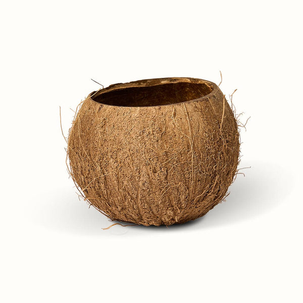 Et nærbillede af en kokosnød (Potteskjuler) på en hvid baggrund.