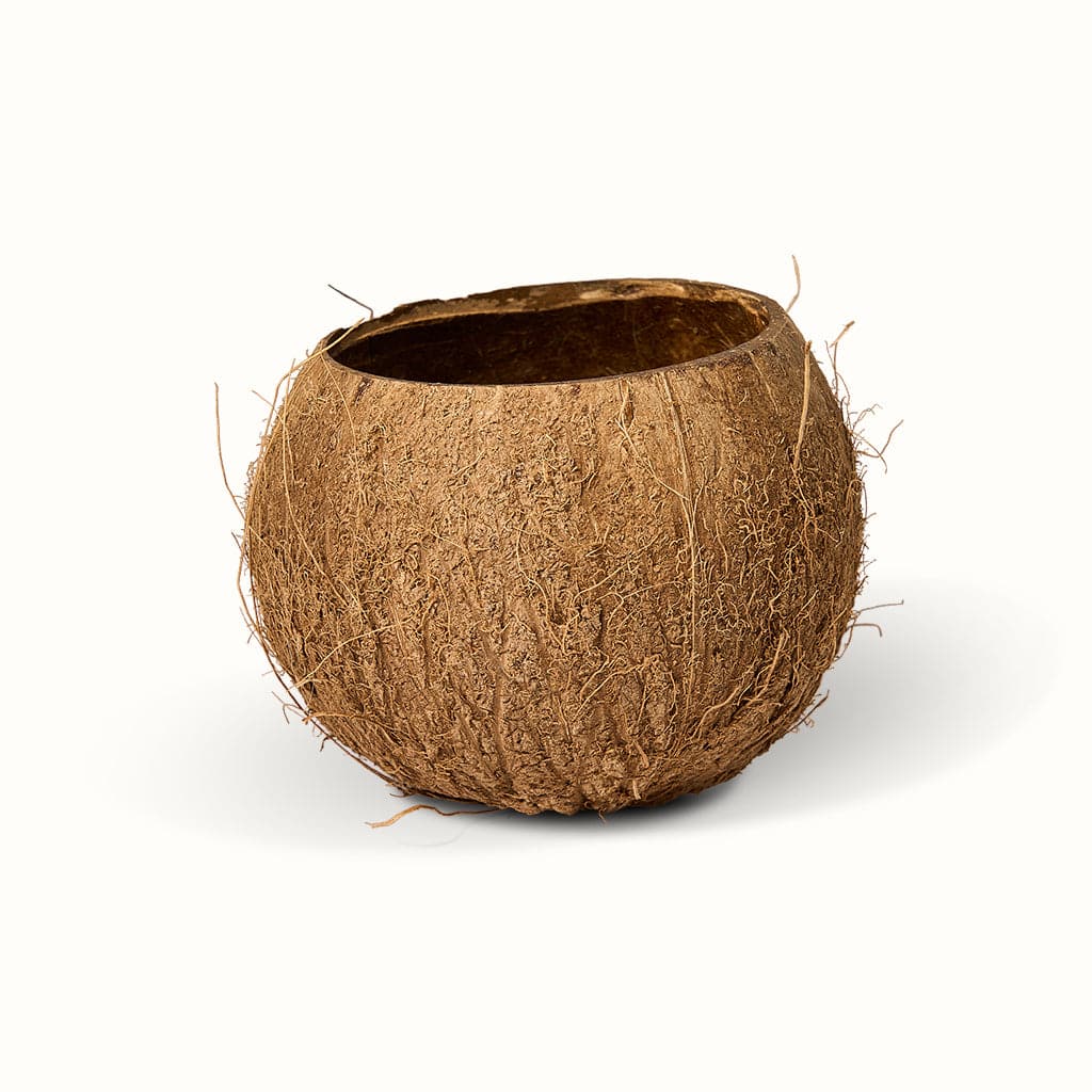 Coconut (Potteskjuler)