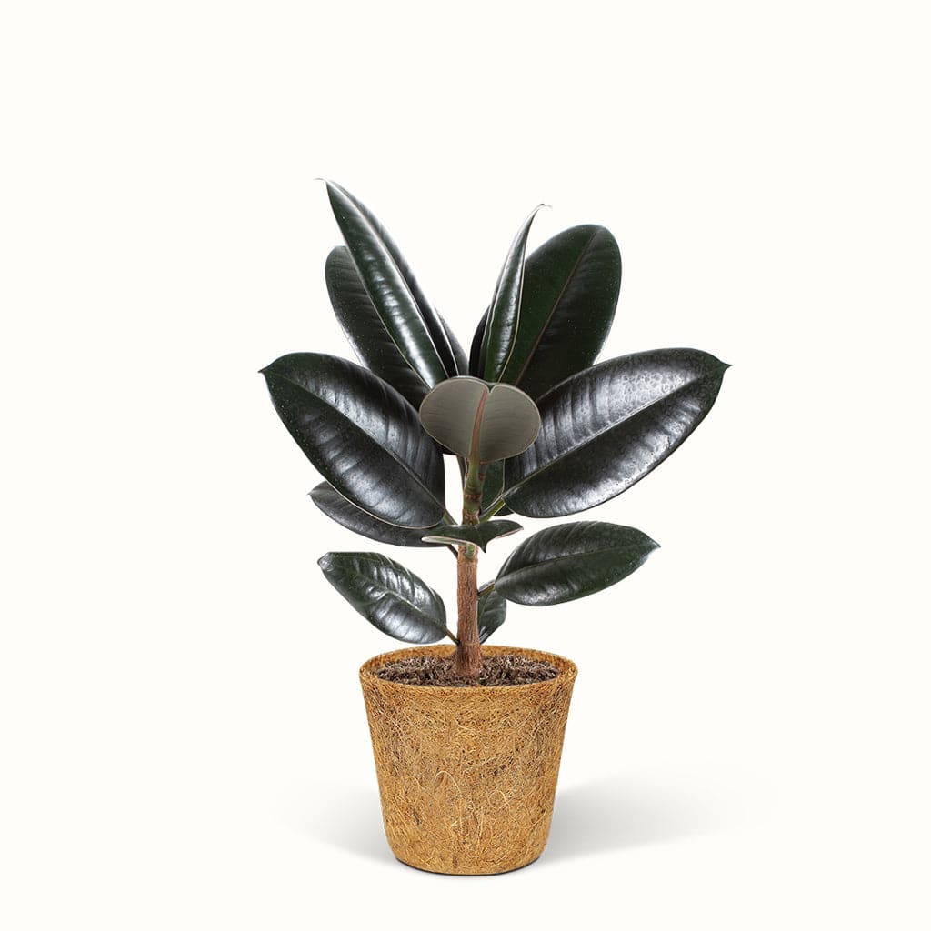 Ficus Elastica Abidjan - Gummiplante