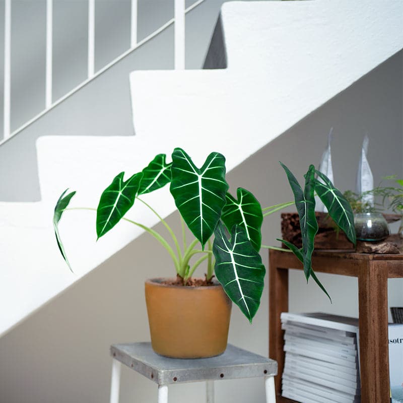 En Alocasia Frydek - Elefantøre potteplante, der sidder oven på et bord ved siden af en trappe i en brun terracotta potte.
