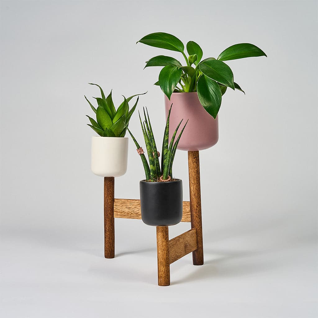 Tre UP-Wood Design potteskjuler med planter på et træstativ.